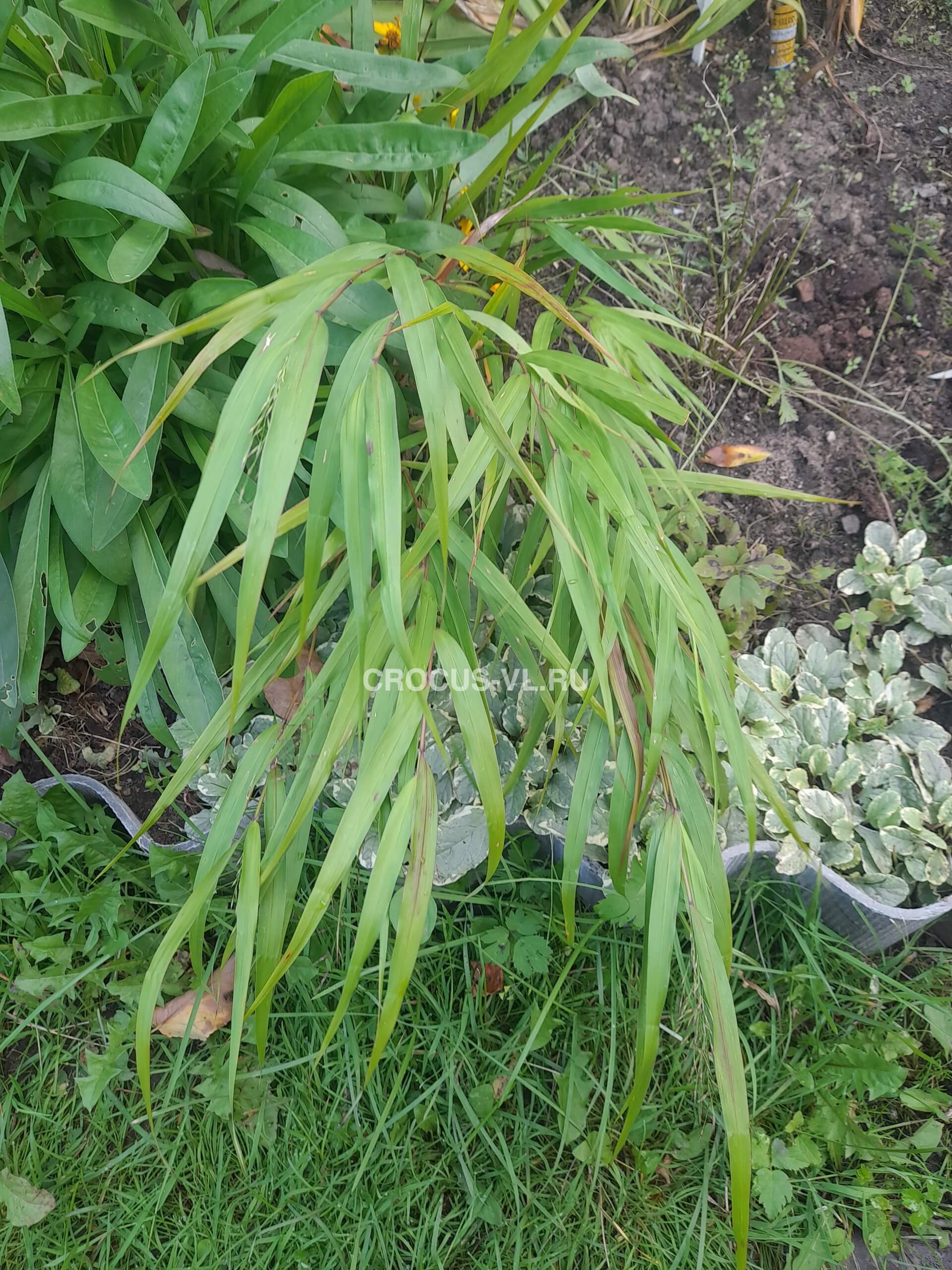 Хаконехлоа большая Хаконехлоа большая